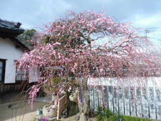 矢掛町の観照寺の梅_e0046477_16084707.jpg