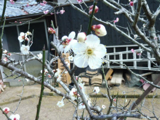 矢掛町の観照寺の梅_e0046477_16290247.jpg