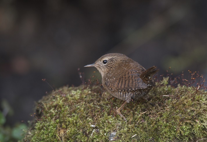 トラツグミ＆ミソサザイ＆ホシガラス（台湾探鳥ｼﾘｰｽﾞ）_c0096278_21241696.jpg