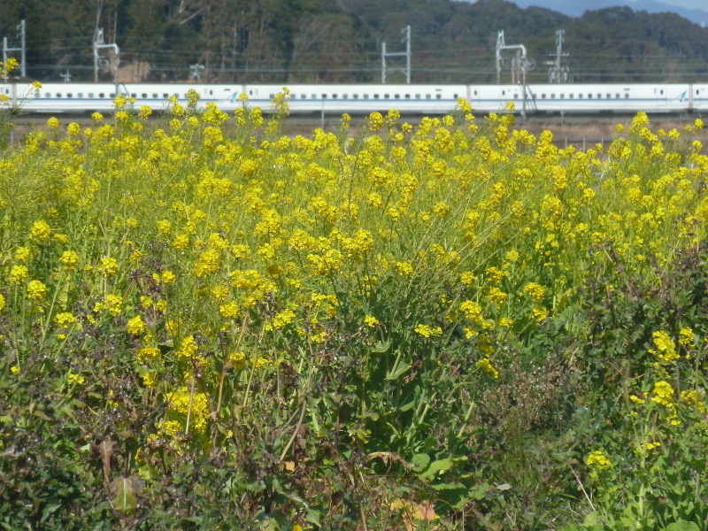 b0095981_05554805.jpg