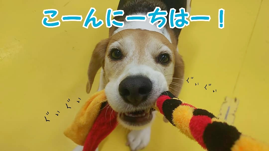 ビーグルズ🐾_f0357682_21130493.jpg
