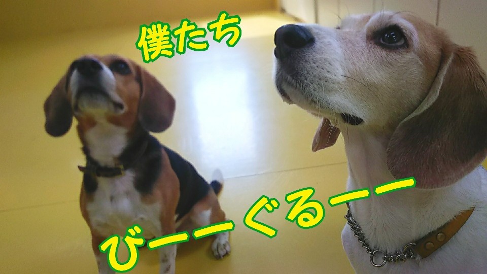 ビーグルズ🐾_f0357682_21130591.jpg