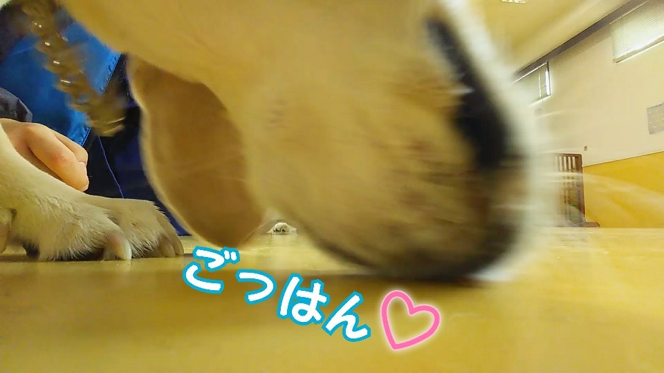 ビーグルズ🐾_f0357682_21133978.jpg