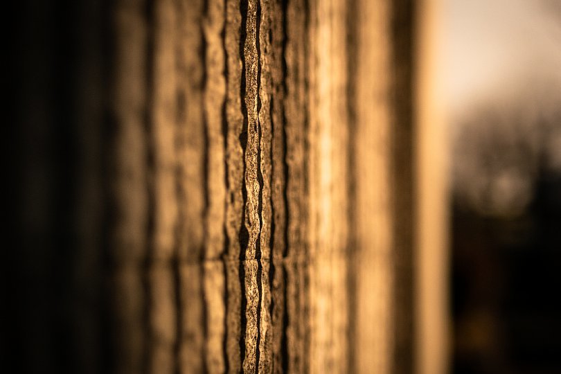 琥珀色の時間帯の光蜥蜴_d0353489_09111672.jpg