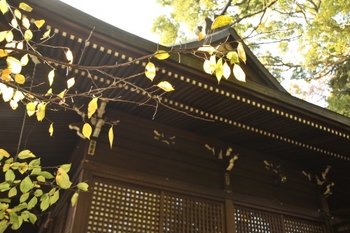 太子堂八幡神社（11月）_e0205297_07560822.jpg