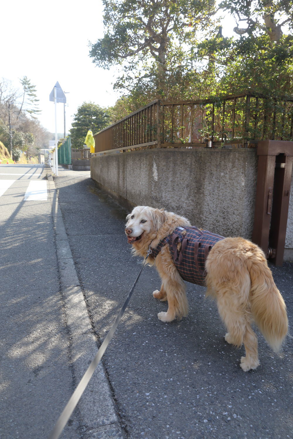 元気だった日。池の公園へ♪_b0275998_11464624.jpg