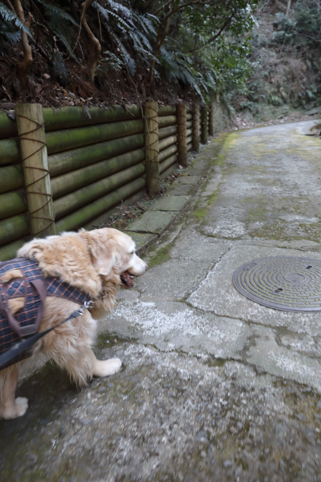 元気だった日。池の公園へ♪_b0275998_11505411.jpg