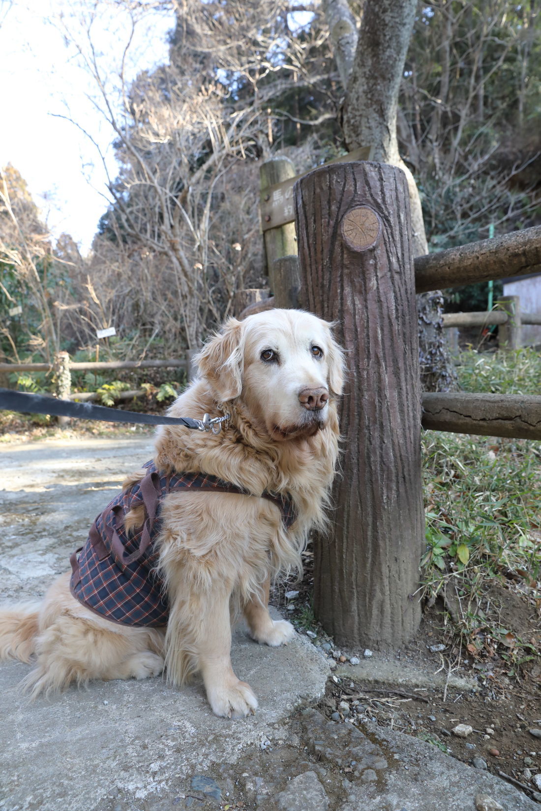 元気だった日。池の公園へ♪_b0275998_11525806.jpg