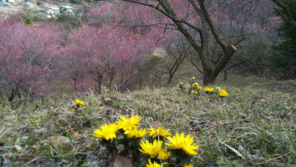 虻田福寿草の里 開園中_d0183598_08322235.jpg