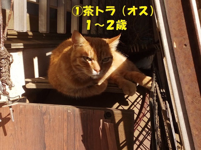 【緊急・移動先募集】置いて行かれた9匹の猫たち_f0242002_11542986.jpg