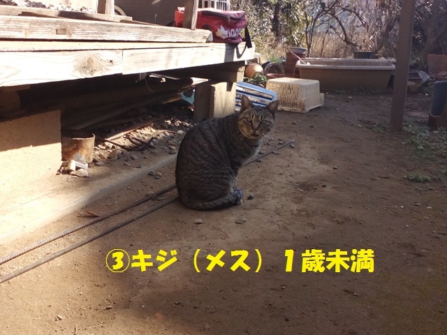 【里親さま募集】置いて行かれた猫８匹－その後－_f0242002_11544038.jpg