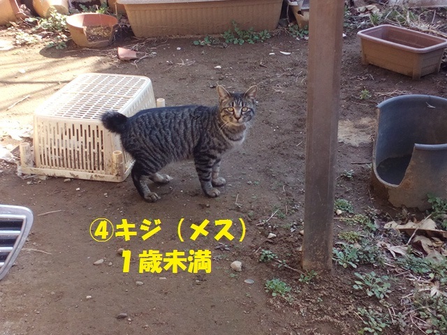 【里親さま募集】置いて行かれた猫８匹－その後－_f0242002_11544425.jpg