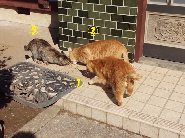 【緊急・移動先募集】置いて行かれた9匹の猫たち_f0242002_11545535.jpg
