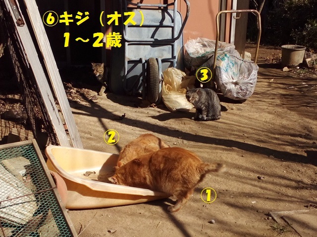 【里親さま募集】置いて行かれた猫８匹－その後－_f0242002_11550123.jpg