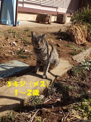 【緊急・移動先募集】置いて行かれた9匹の猫たち_f0242002_11553333.jpg