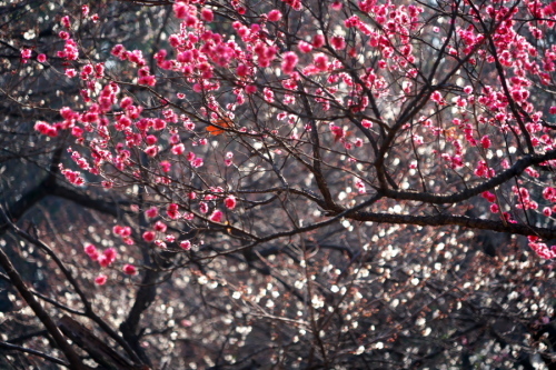 a0263109_10373297.jpg