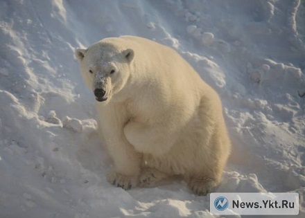 ロシア北東部・ヤクーツク動物園のコルィマーナ、出産ならず ～ 2018年の繫殖シーズンの結果出揃う_a0151913_183836100.jpg