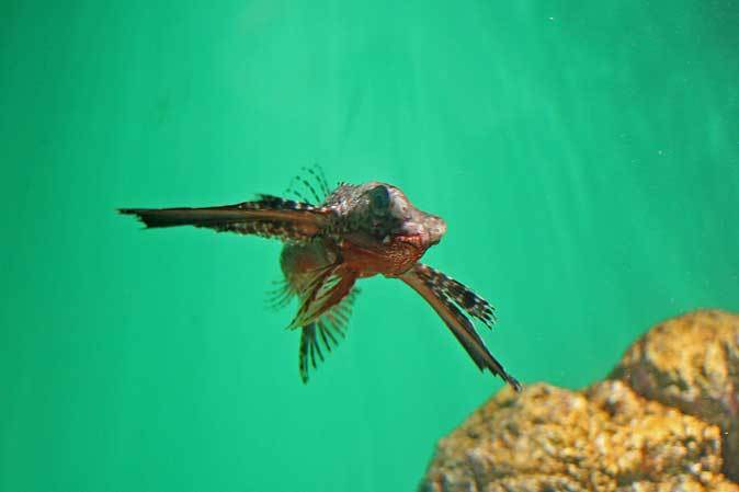 葛西臨海水族園：ブラジル沿岸～見おろす魚、豚魚に翔ぶ魚_b0355317_22034078.jpg