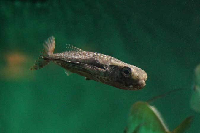 葛西臨海水族園：ブラジル沿岸～見おろす魚、豚魚に翔ぶ魚_b0355317_22212165.jpg