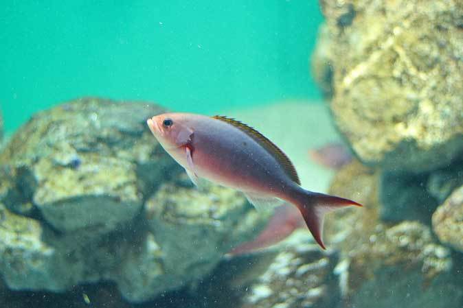 葛西臨海水族園：ブラジル沿岸～見おろす魚、豚魚に翔ぶ魚_b0355317_22241825.jpg