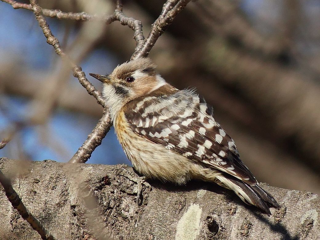 Japanese Pygmy Woodpecker コゲラの高精細画像 私のデジタル写真眼