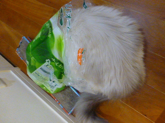 2.22で猫の日_e0237625_17035701.jpg
