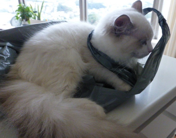 2.22で猫の日_e0237625_17085805.jpg