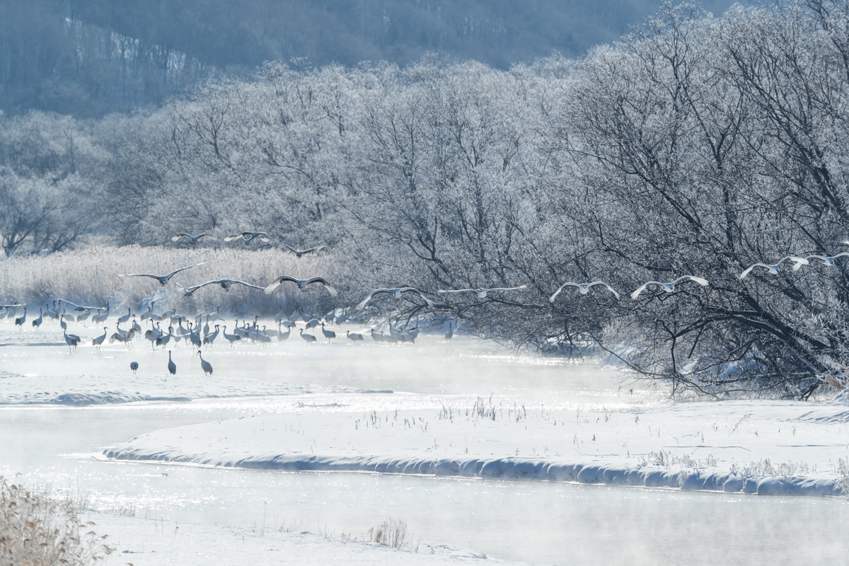 2019道東の野鳥巡り⑦音羽橋～伊藤サンクチュアリ～鶴見台_d0366733_19083845.jpg