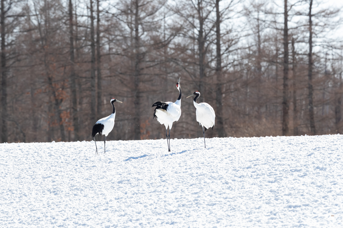 2019道東の野鳥巡り⑦音羽橋～伊藤サンクチュアリ～鶴見台_d0366733_19125697.jpg