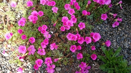 今日の富士山と私の好きな花達に元気もらいます_d0390236_09390473.jpg