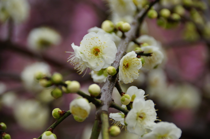 梅と河津桜_c0306845_18281663.jpg