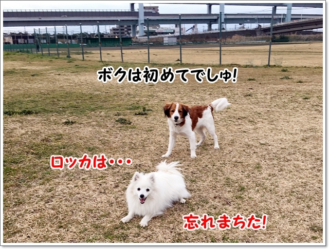 食フンに泣く いや 怒る くろわんこ日記