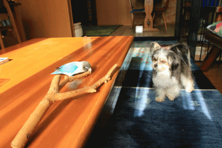 c0145250_08381981.gif