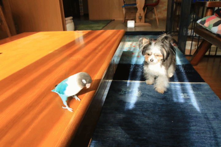 c0145250_08382259.gif