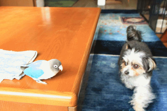 c0145250_08383284.gif