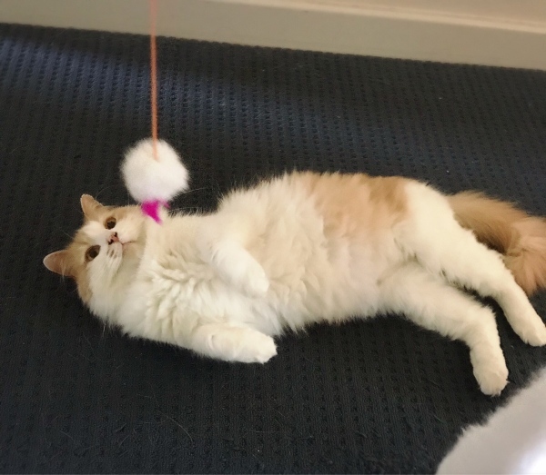 f0304452_17405351.jpeg