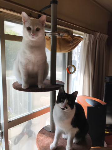 猫の日ですね。_a0017359_21432993.jpg