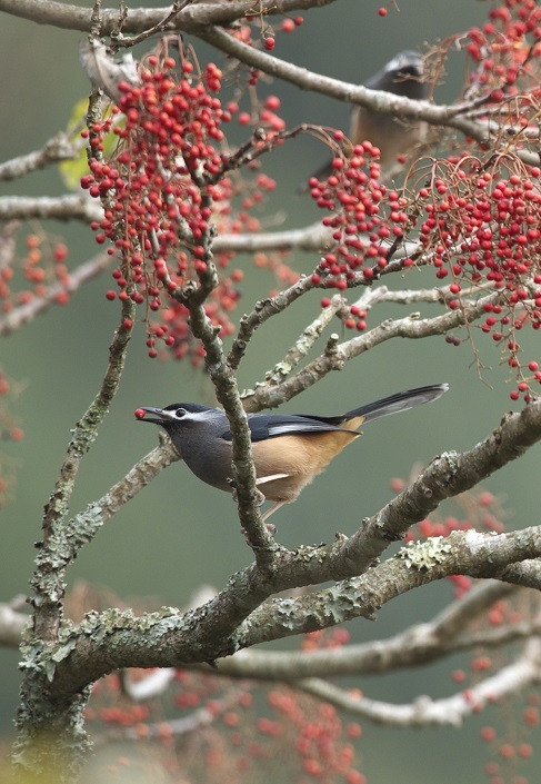 ミミジロチメドリ＆チャバラオオルリ&ヒメオウチュウ（台湾探鳥ｼﾘｰｽﾞ）_c0096278_20002545.jpg