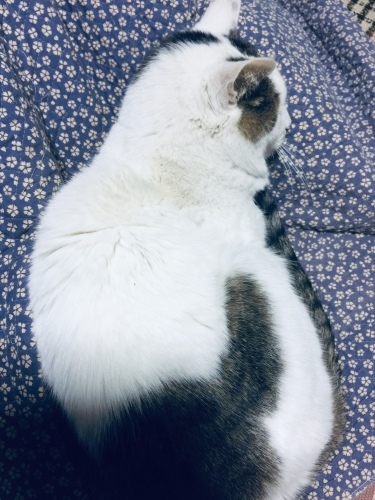 b0163381_21074442.jpeg