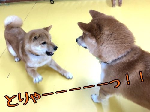 トレーニングブログ_f0357682_21244860.jpeg