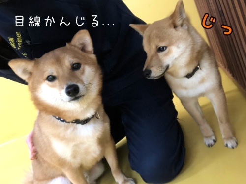 トレーニングブログ_f0357682_21253203.jpeg