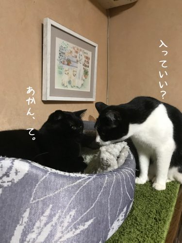 a0216583_23283504.png