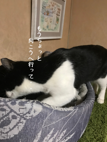 a0216583_23284572.png