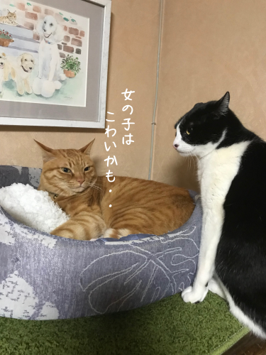 a0216583_23285656.png