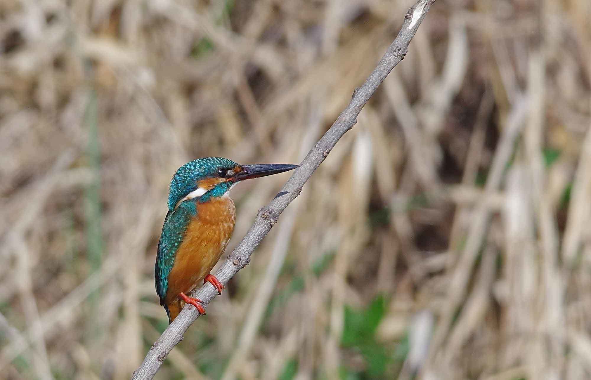 2019年　　2月　　野鳥_c0176183_16542710.jpg