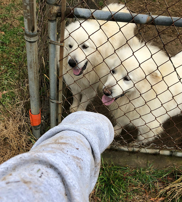 巨大化ピレネー犬密着～ちょっとした田舎ハプニング編_e0034987_02200680.jpg