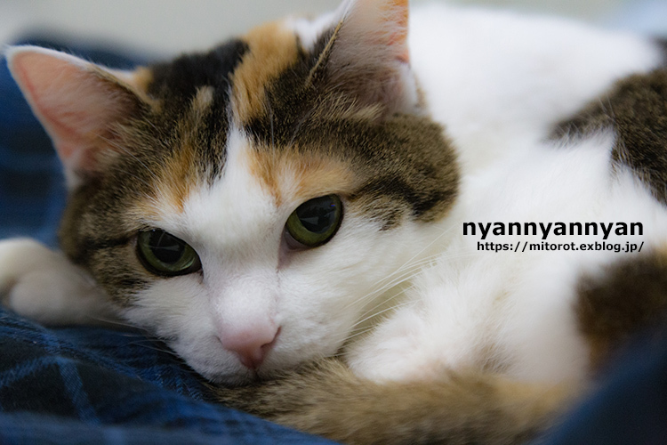 2月22日は猫の日_d0039493_20222187.jpg