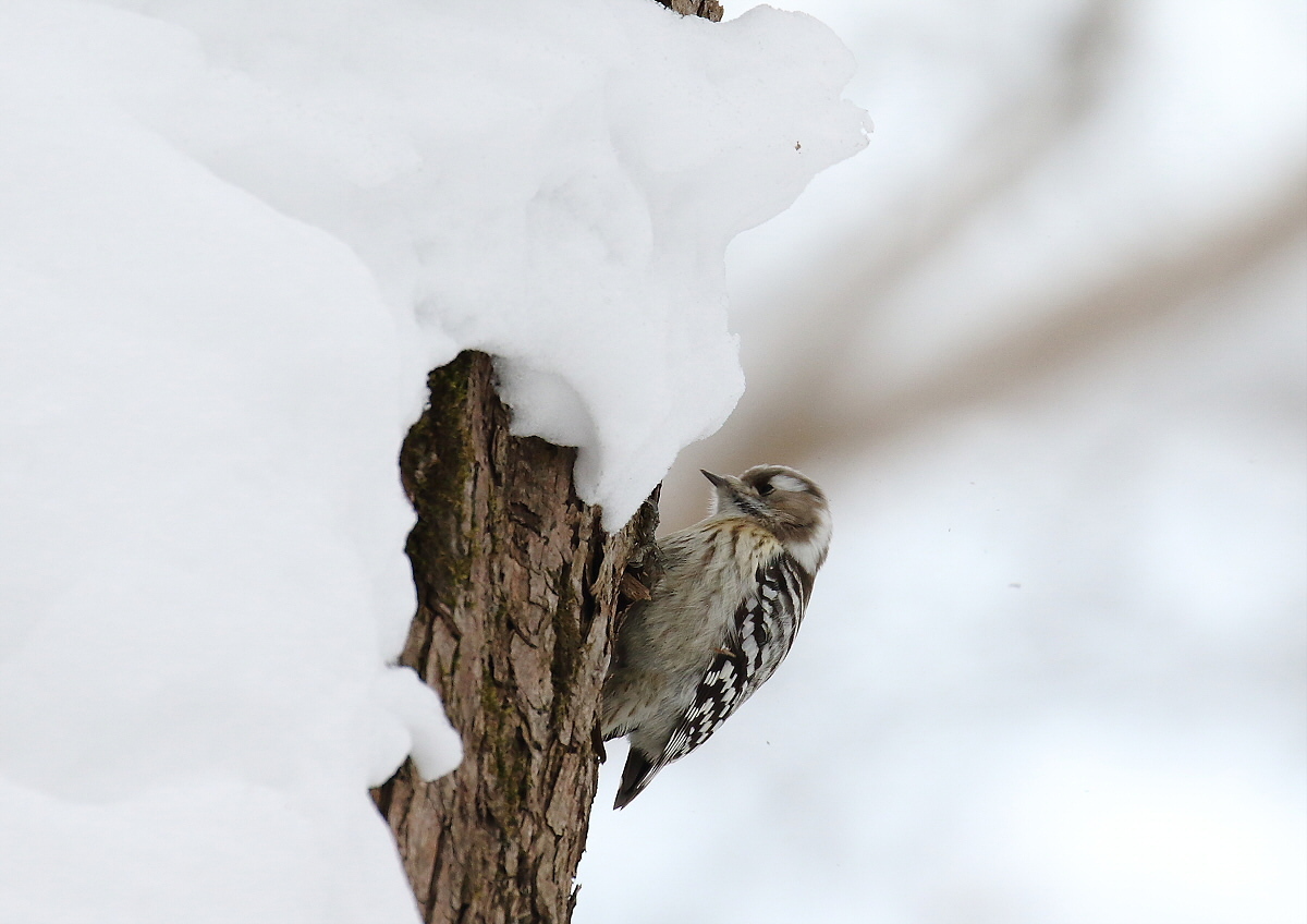 雪がない所へ・・・_c0113597_13450511.jpg