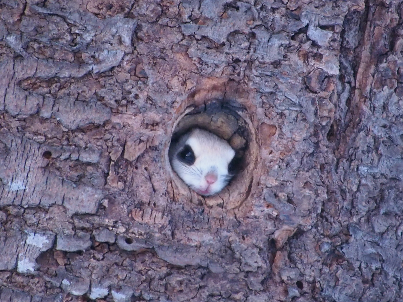 エゾモモンガ : 今日の鳥さんⅡ