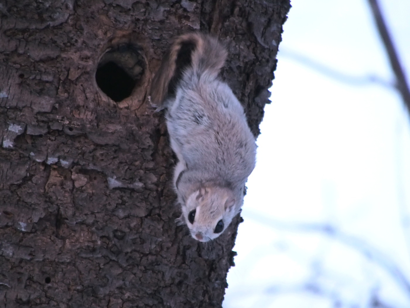 エゾモモンガ : 今日の鳥さんⅡ